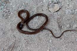 Image of Kinkelin Graceful Brown Snake