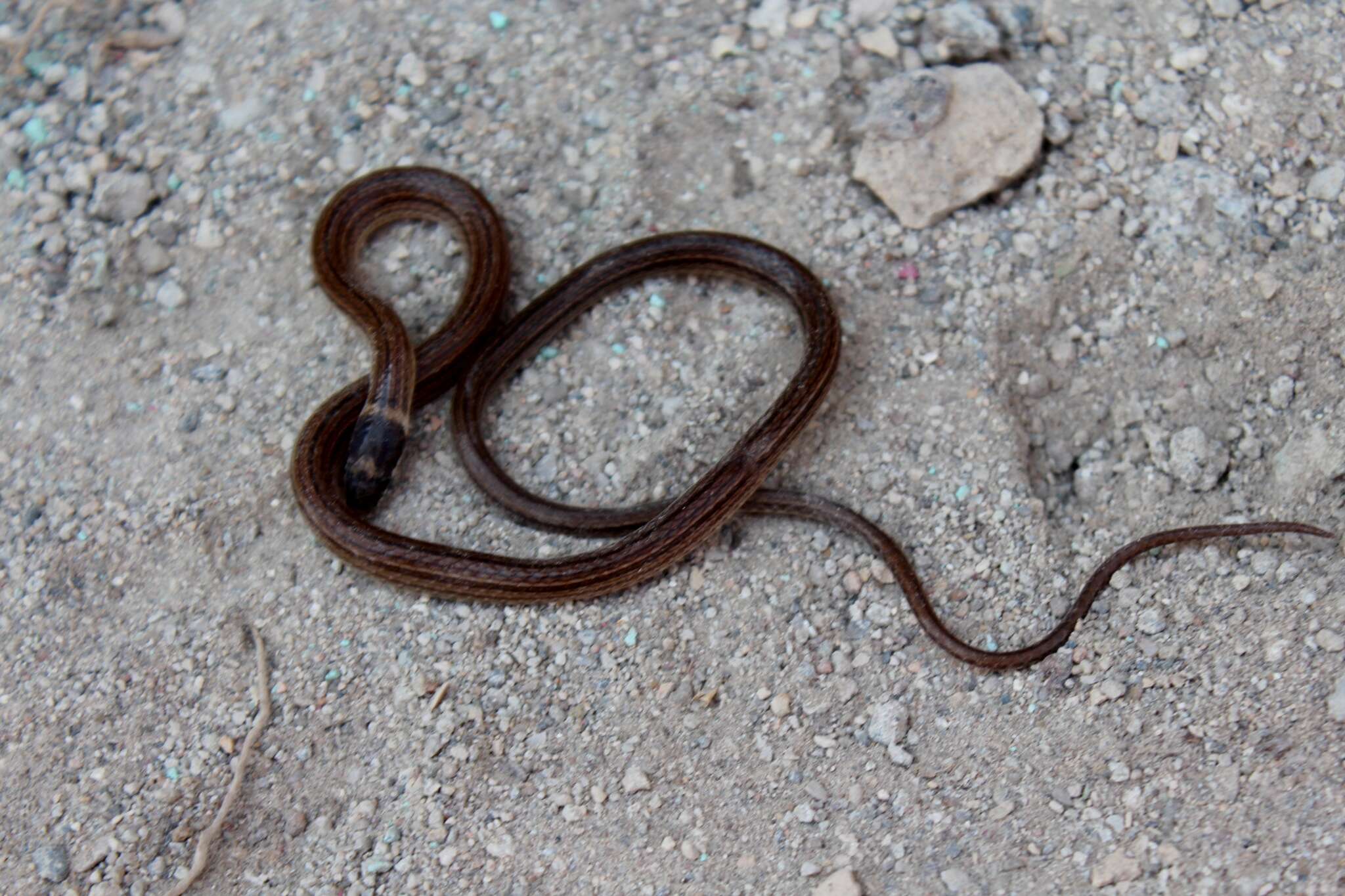 Image of Kinkelin Graceful Brown Snake