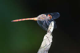 Sivun Elasmothemis cannacrioides (Calvert 1906) kuva