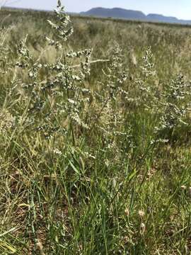 Image of African lovegrass