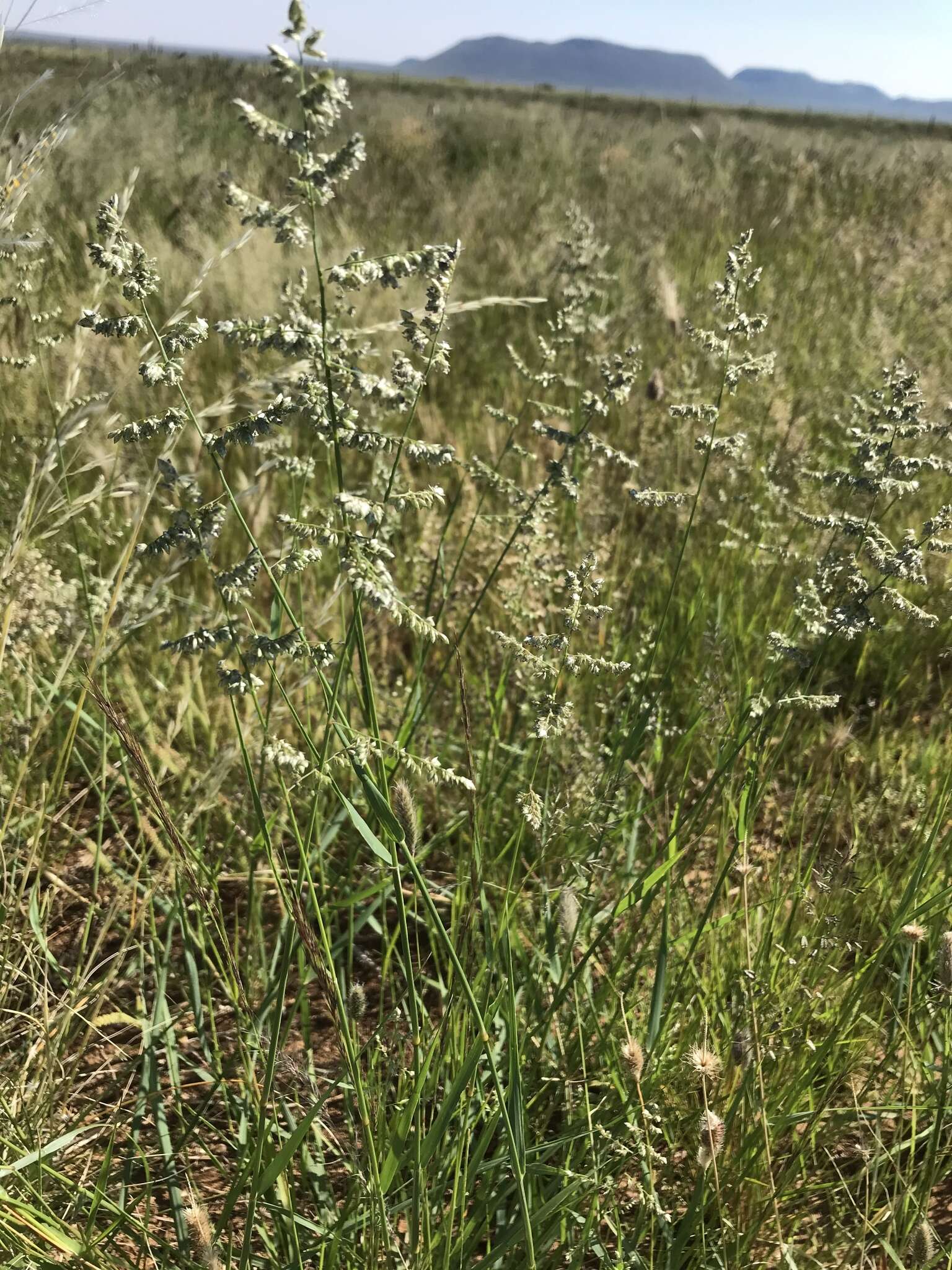 Image of African lovegrass