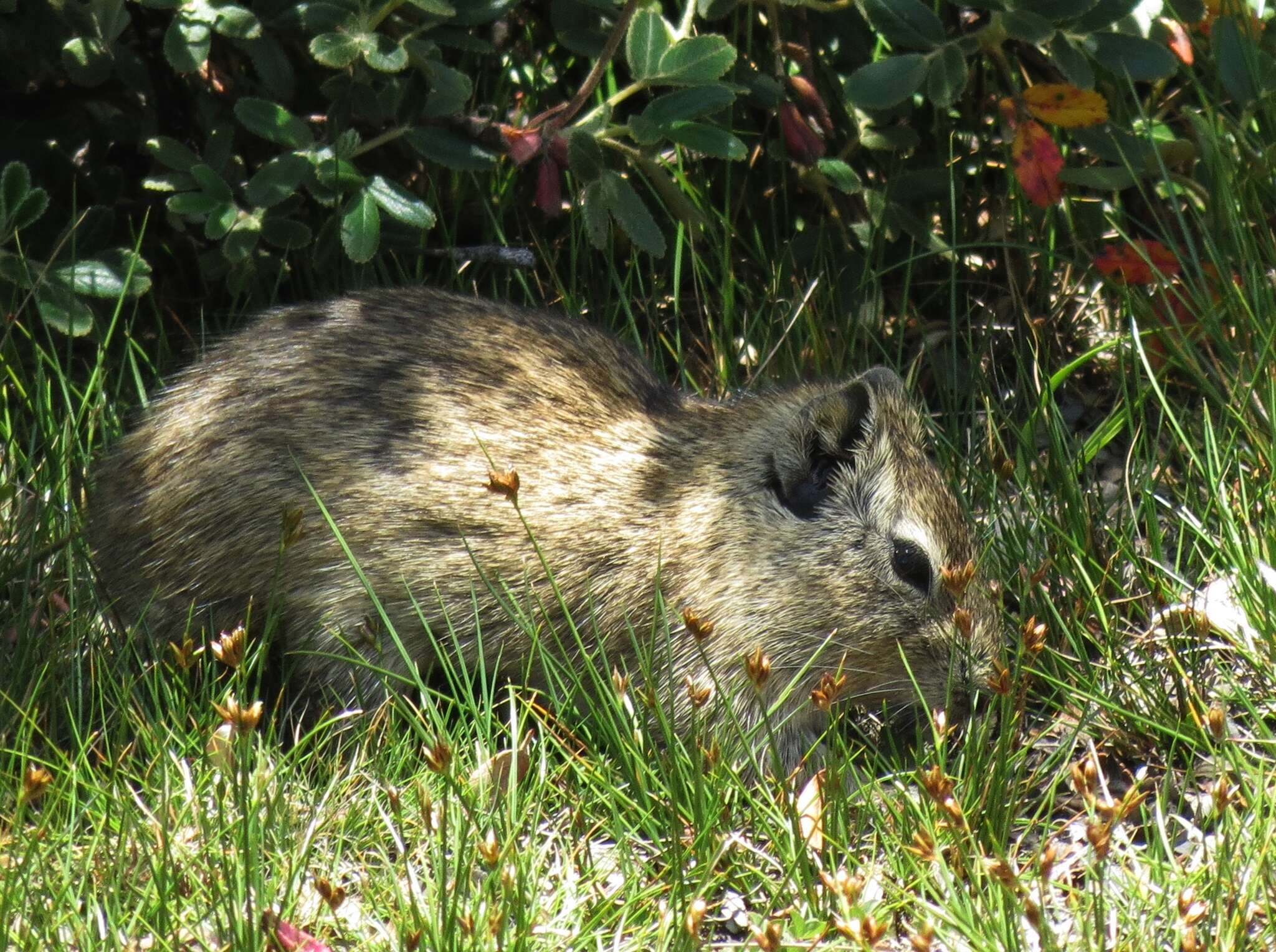 Image of common yellow-toothed cavy