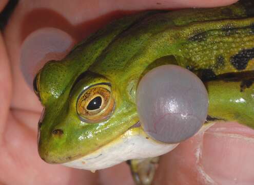 Image of Italian Pool Frog