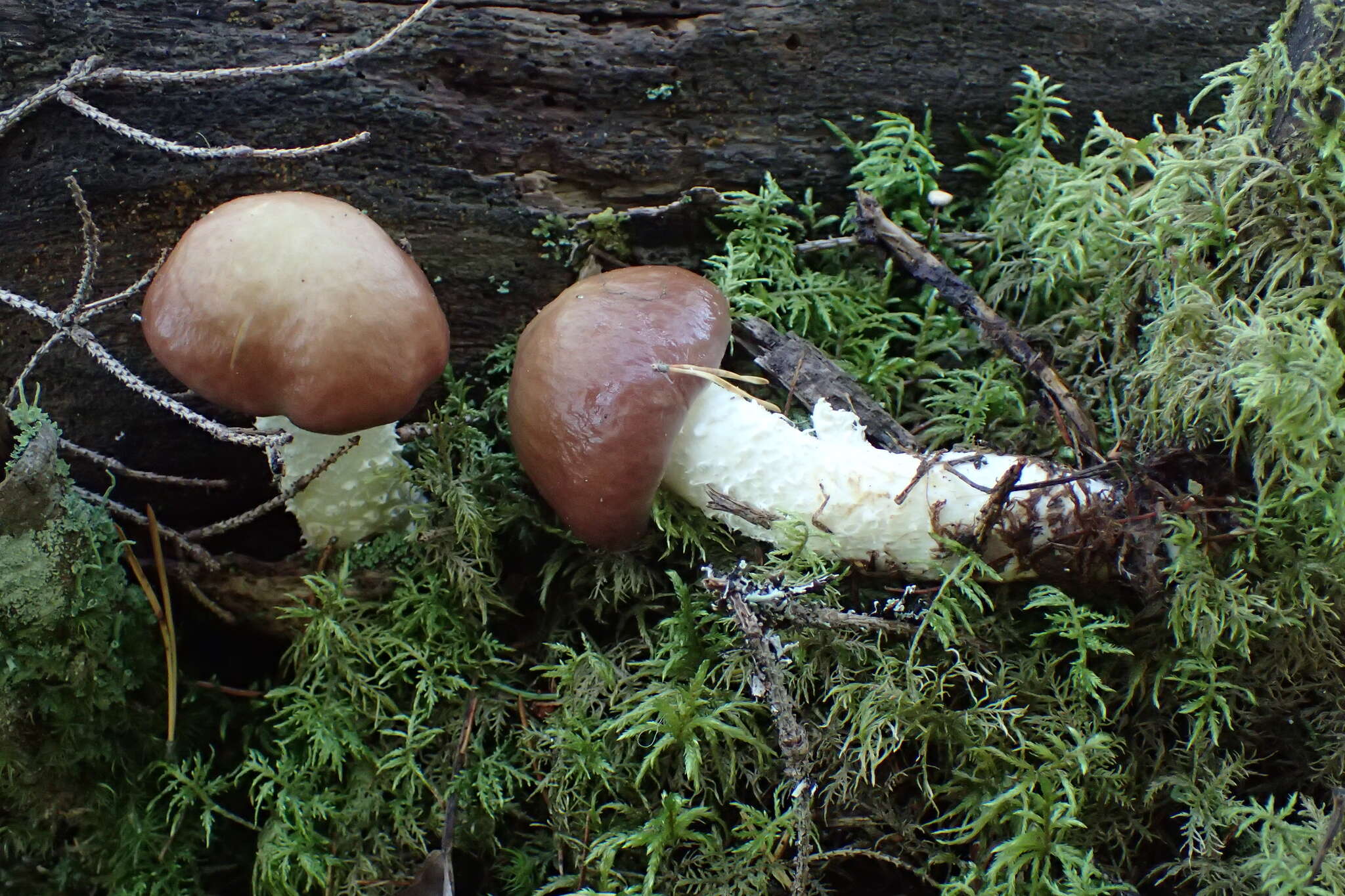 Image of lacerated stropharia