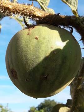 Image of Solanum lycocarpum A. St.-Hil.