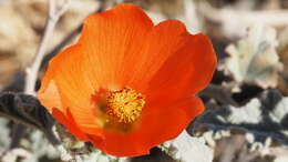 Image of desert globemallow