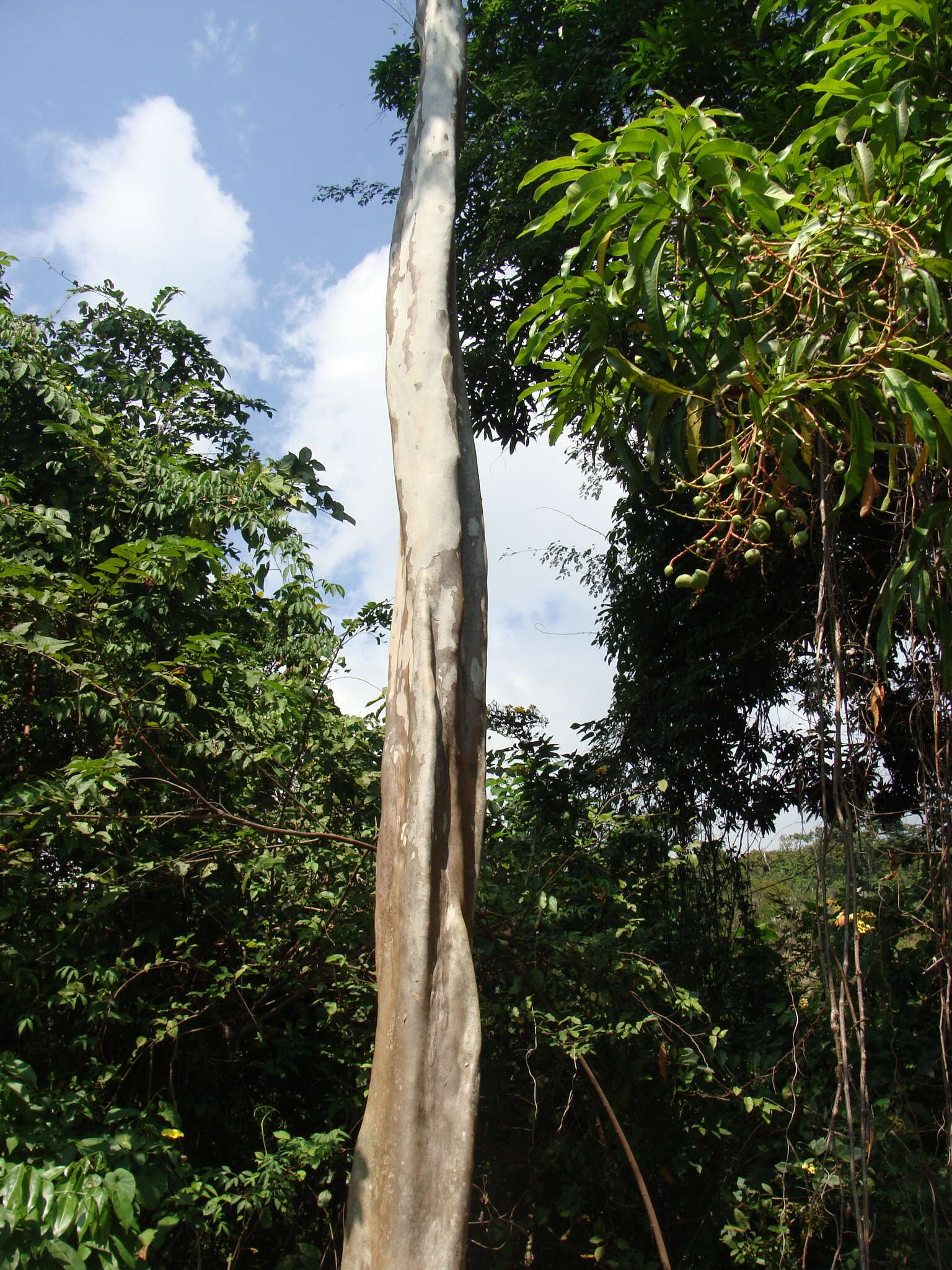 Image of Peruvian almond