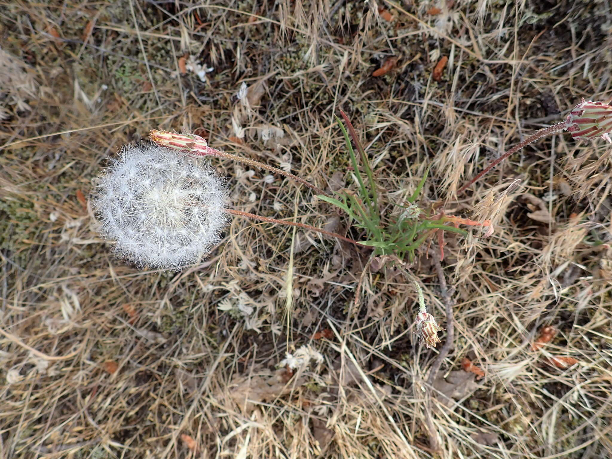 Image of bigflower agoseris