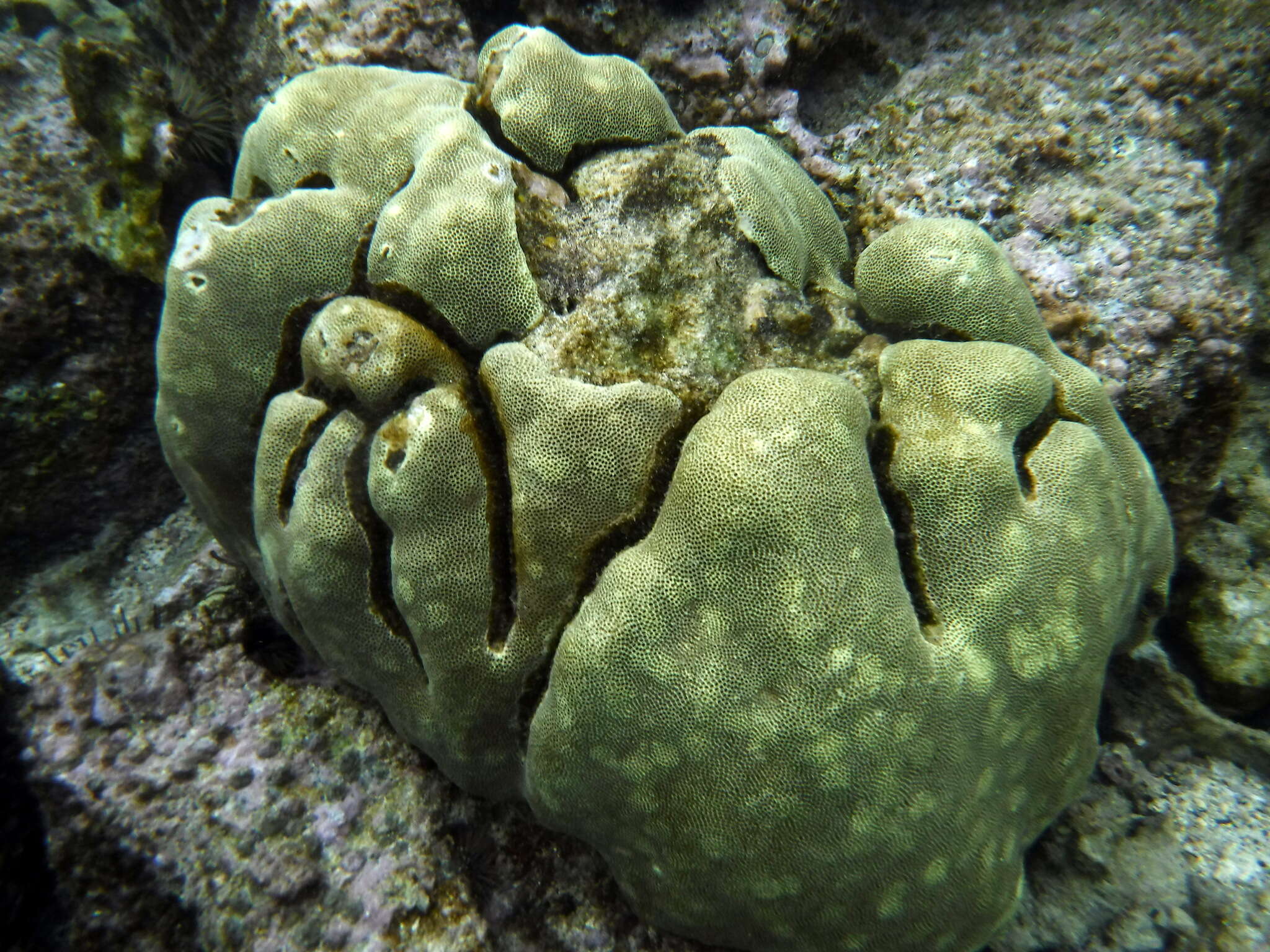 Image de Porites lobata Dana 1846