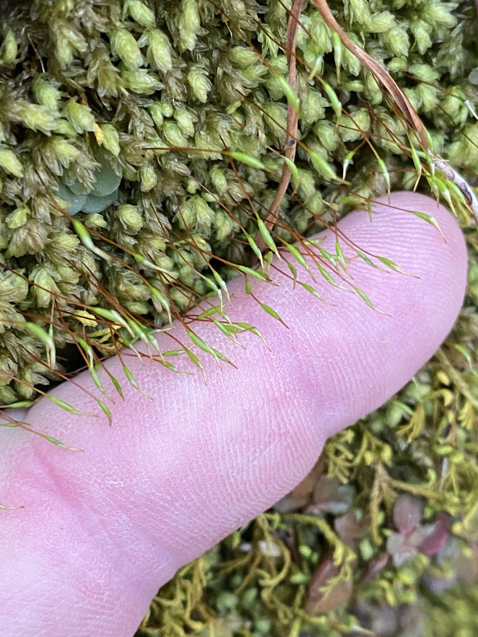 Image of aulacomnium moss