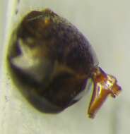 Image of Narrow headed ant