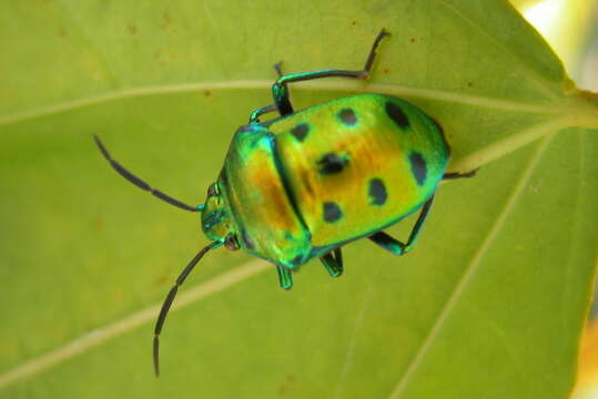 Image of Chrysocoris purpureus