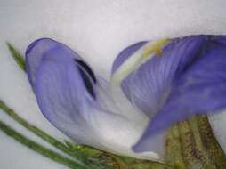 Image of Psoralea floccosa