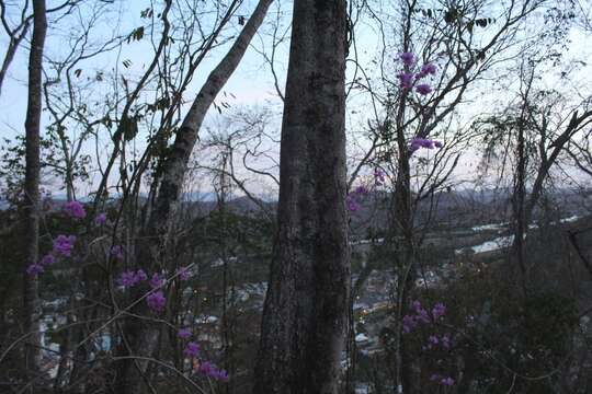 Plancia ëd Bougainvillea glabra Choisy