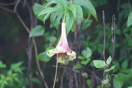 Image of Lilium nepalense D. Don