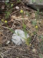 Image of Cota nigellifolia (Boiss.) Alv. Fern. & Vitales