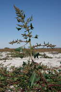 Слика од Oxybasis chenopodioides (L.) S. Fuentes, Uotila & Borsch