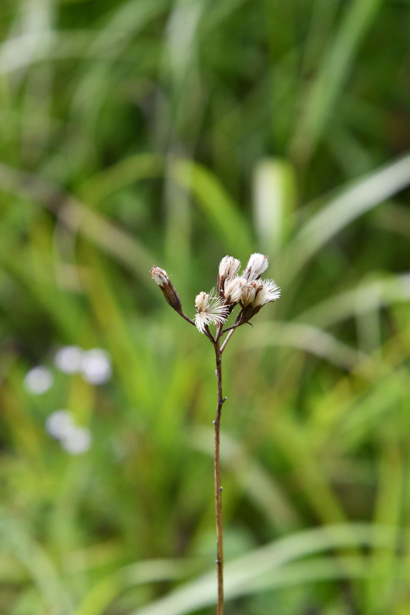 Plancia ëd Syneilesis aconitifolia (Bunge) Maxim.