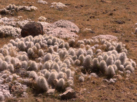 Plancia ëd Austrocylindropuntia floccosa (Salm-Dyck) F. Ritter