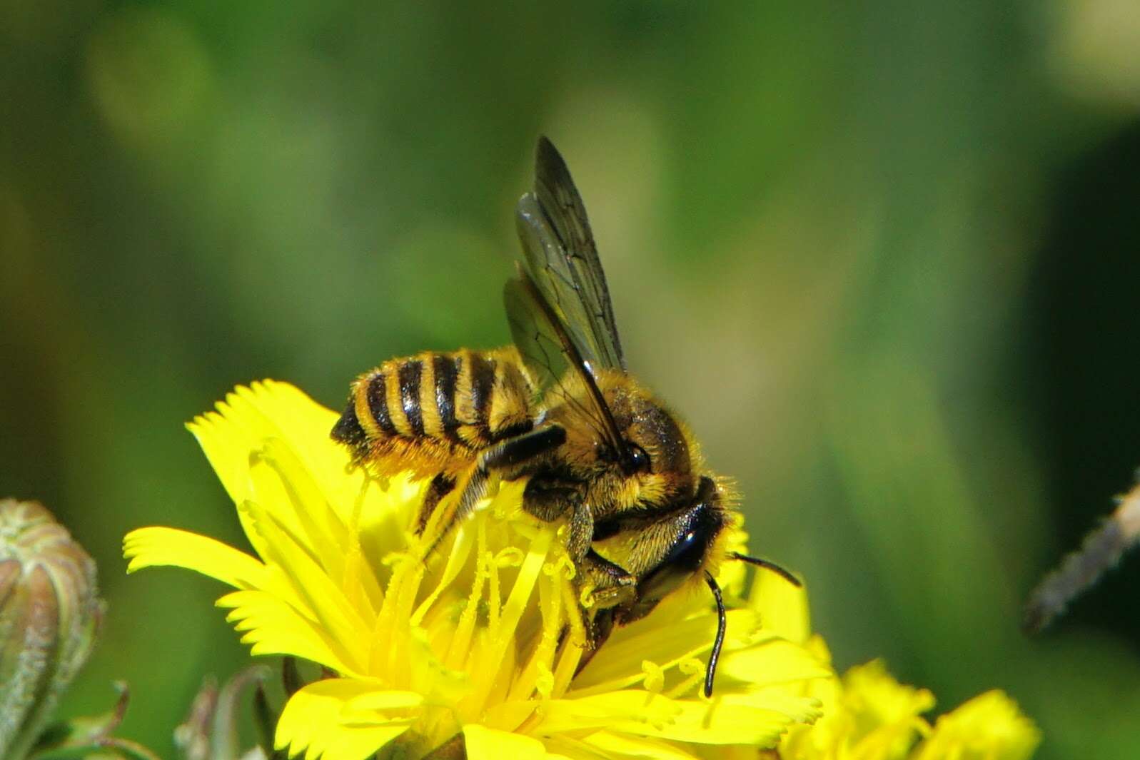 Imagem de Megachile melanopyga Costa 1863