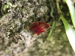 Image of Carite babyboot orchid