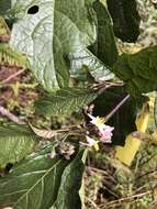 Image of <i>Solanum peikuoensis</i>