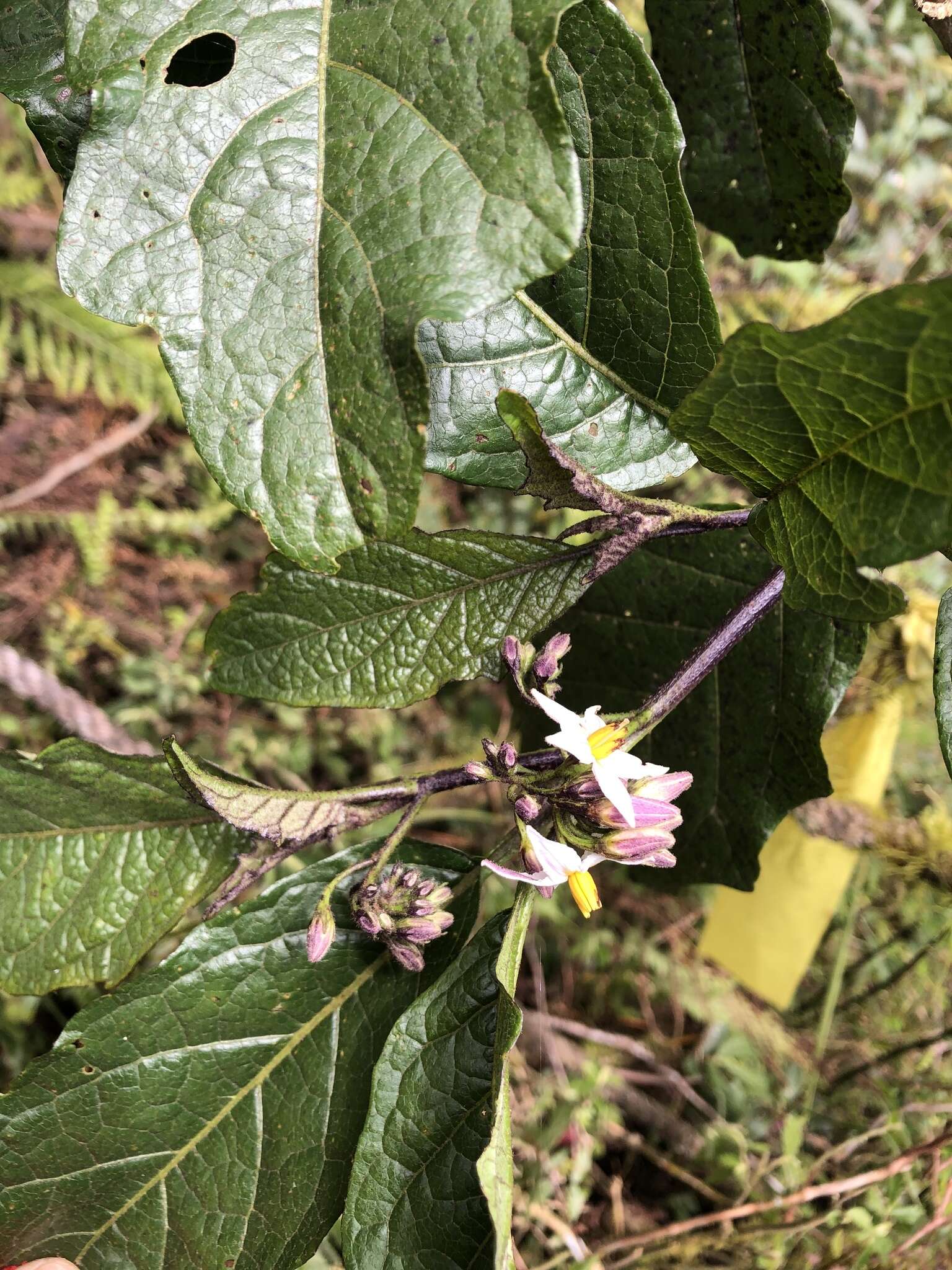 Image de <i>Solanum peikuoensis</i>