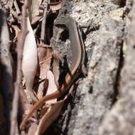 Image of Fire-Tailed Skink