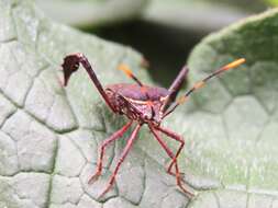 Image of Passionvine Bug