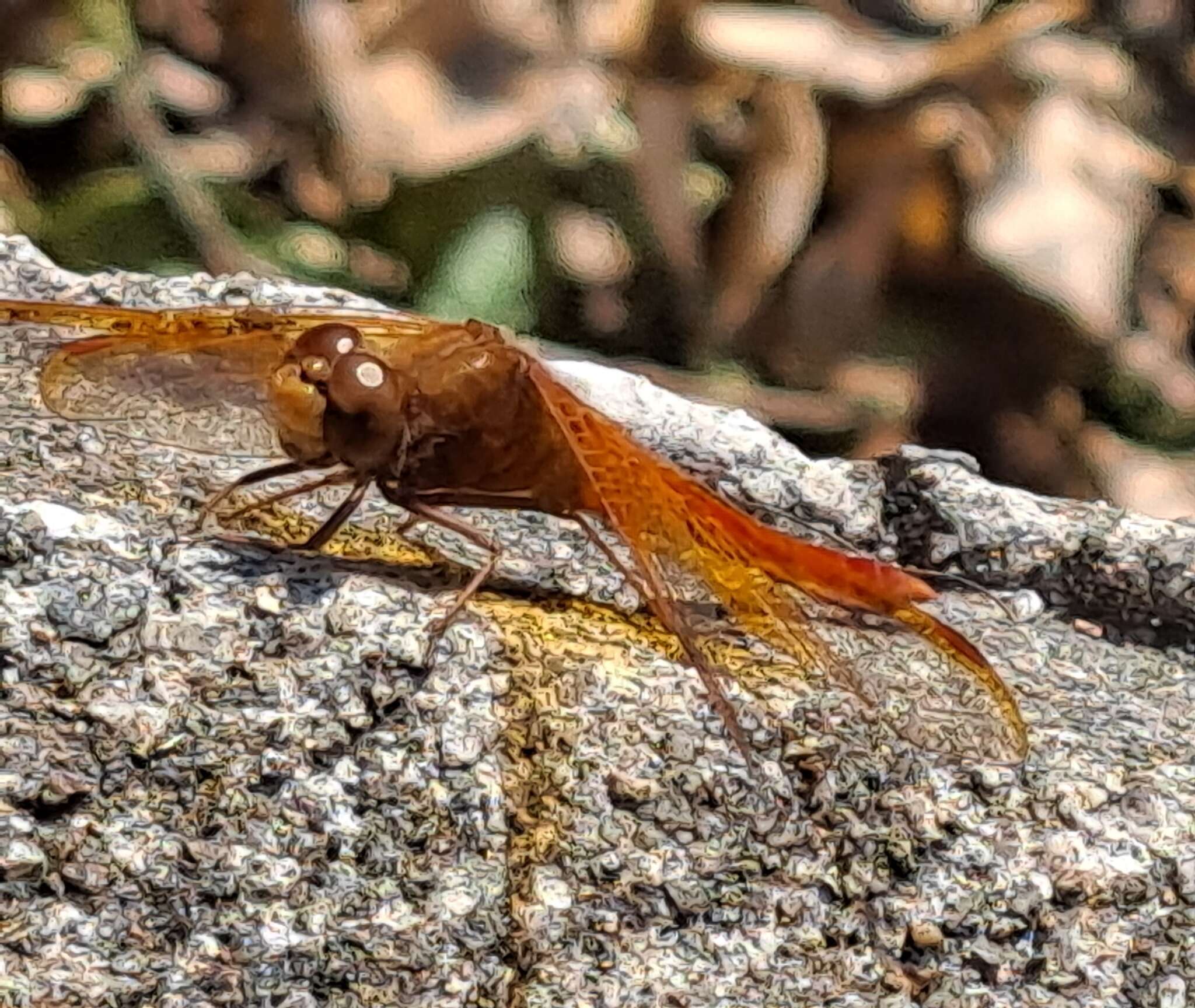 Sympetrum croceolum (Selys 1883) resmi