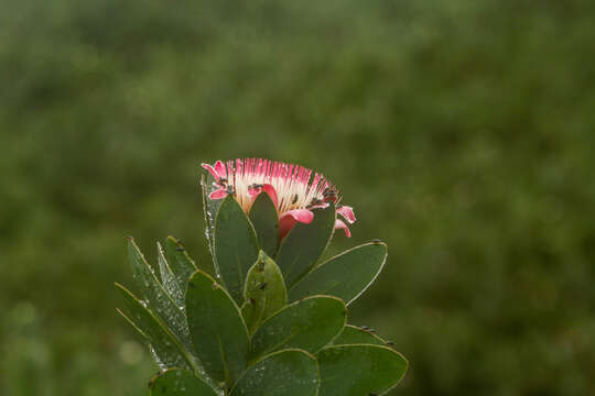 Plancia ëd Protea subvestita N. E. Br.