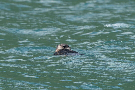 Image of western sea otter