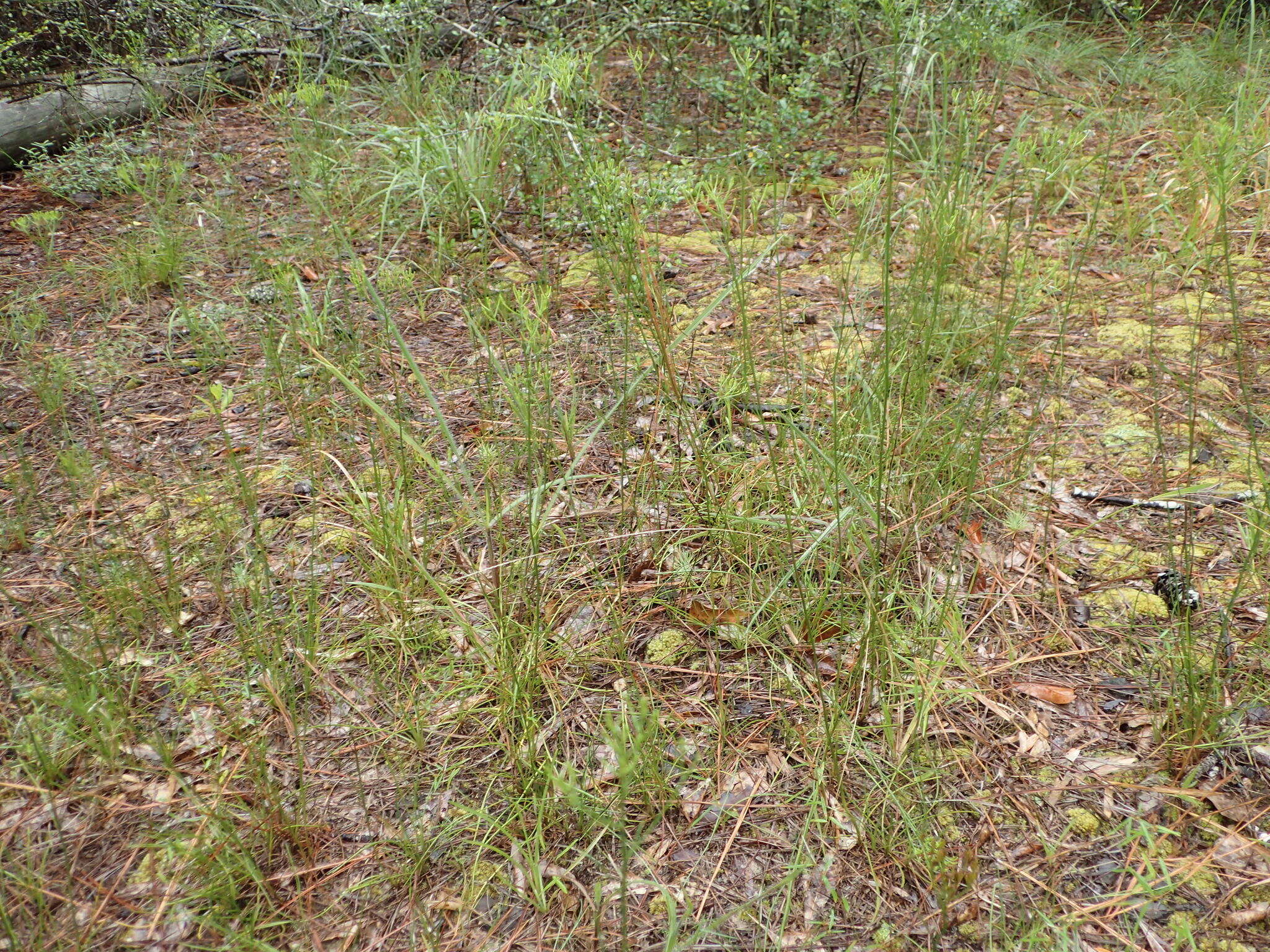 Image of Nuttall's rayless goldenrod