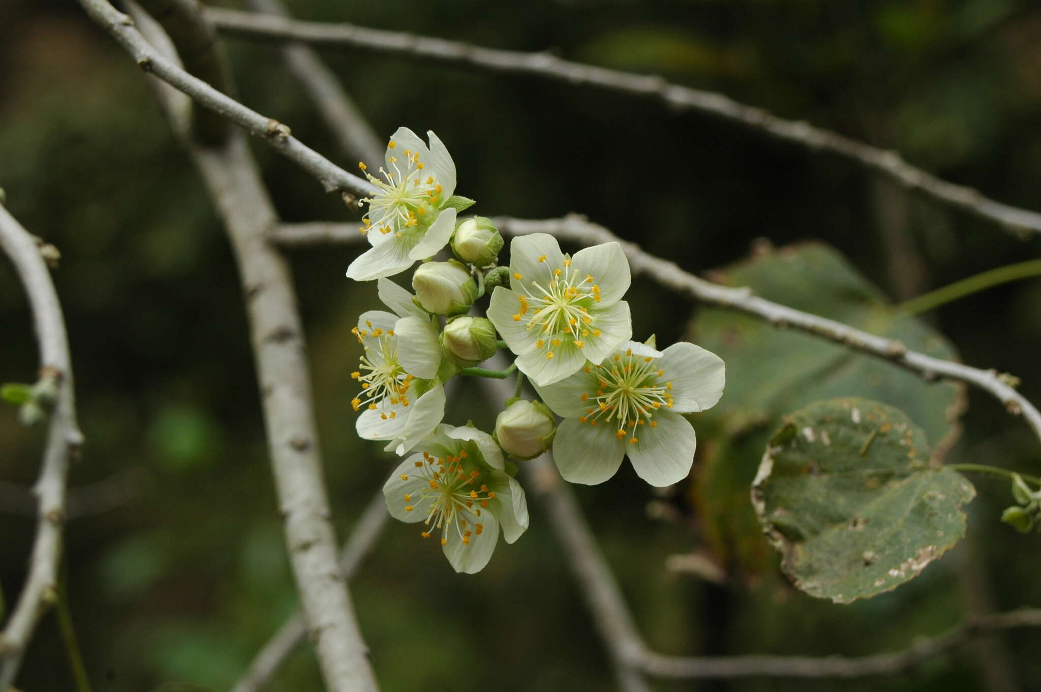 Image of Robinsonella discolor Rose & E. G. Baker ex Rose