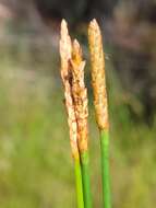 Image of Gulf Coast Spike-Rush