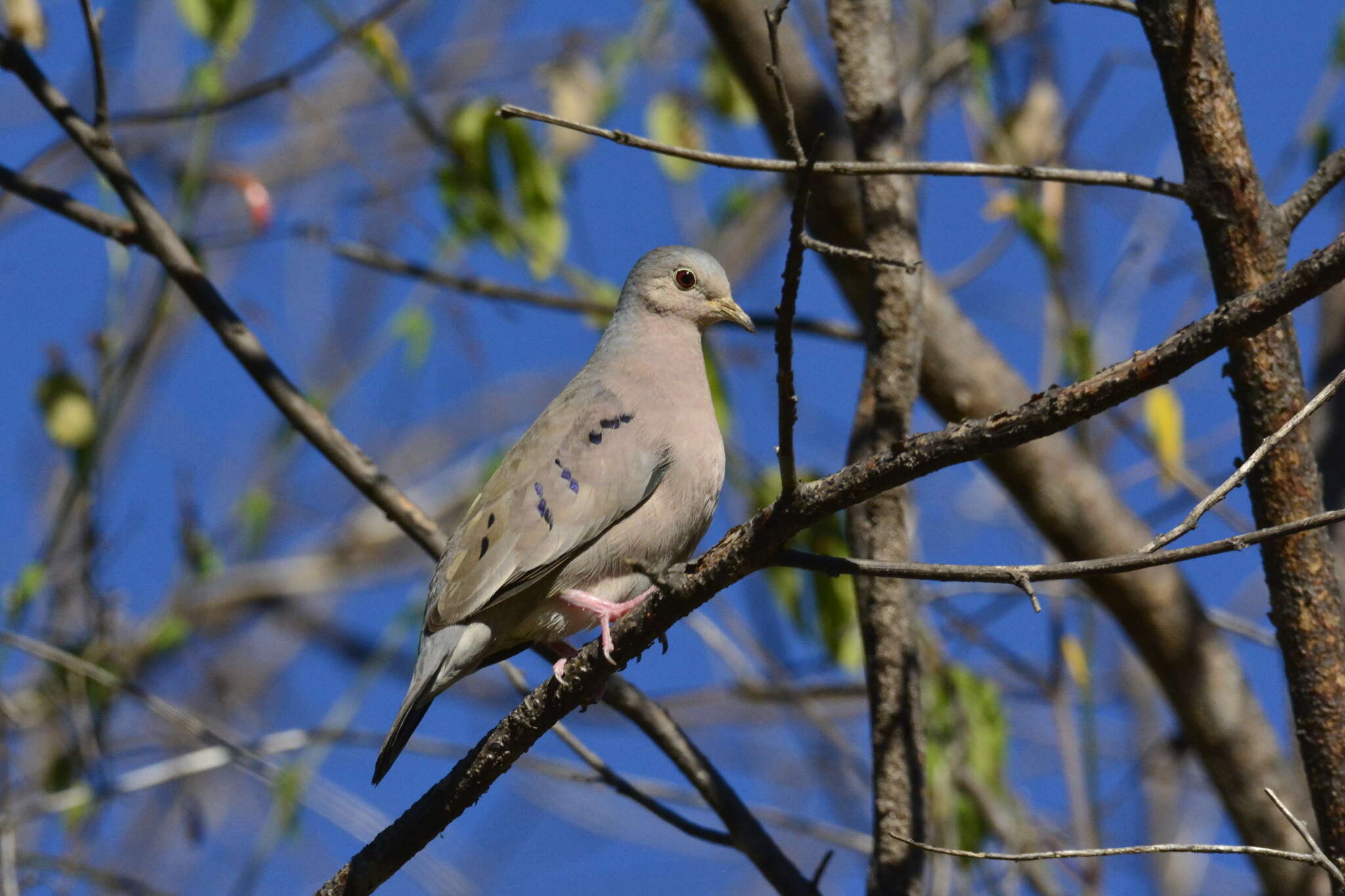 Imagem de Columbina minuta minuta (Linnaeus 1766)