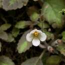 Image of Amalophyllon divaricatum (Poepp.) Boggan, L. E. Skog & Roalson