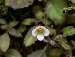 Image of Amalophyllon divaricatum (Poepp.) Boggan, L. E. Skog & Roalson