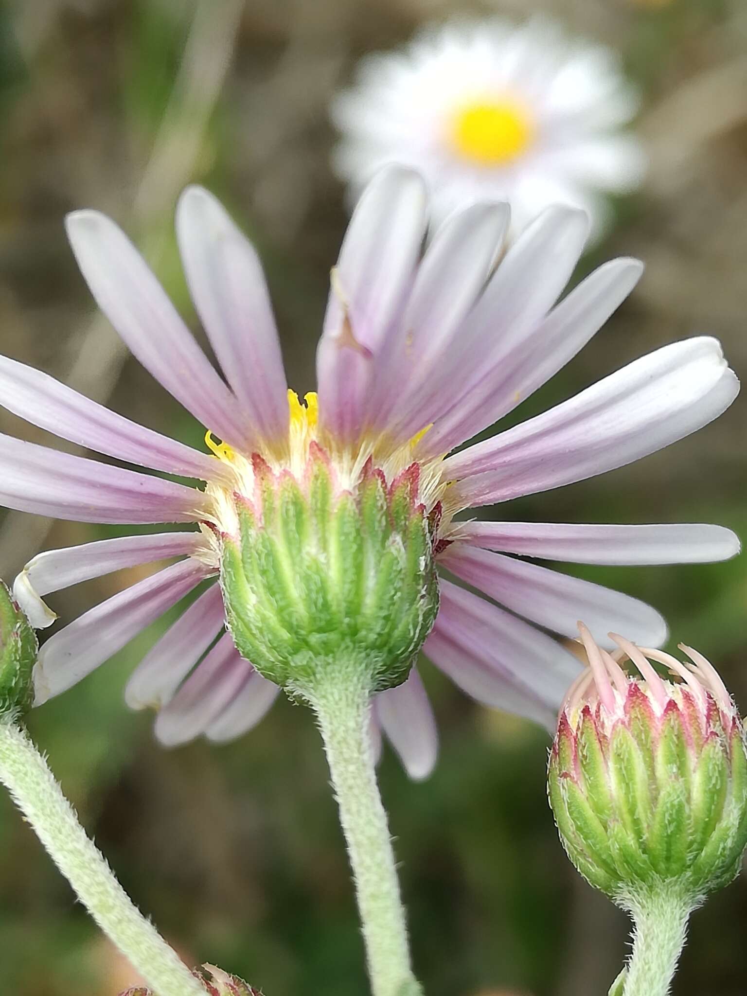 Image of Felicia erigeroides DC.