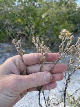 Image of narrowleaf silkgrass