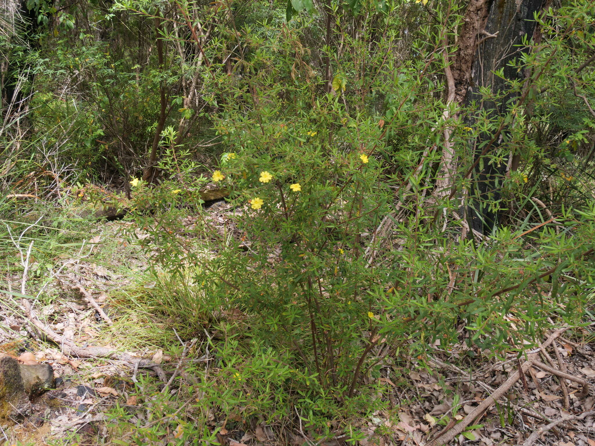 Image of Hibbertia furfuracea (DC.) Benth.