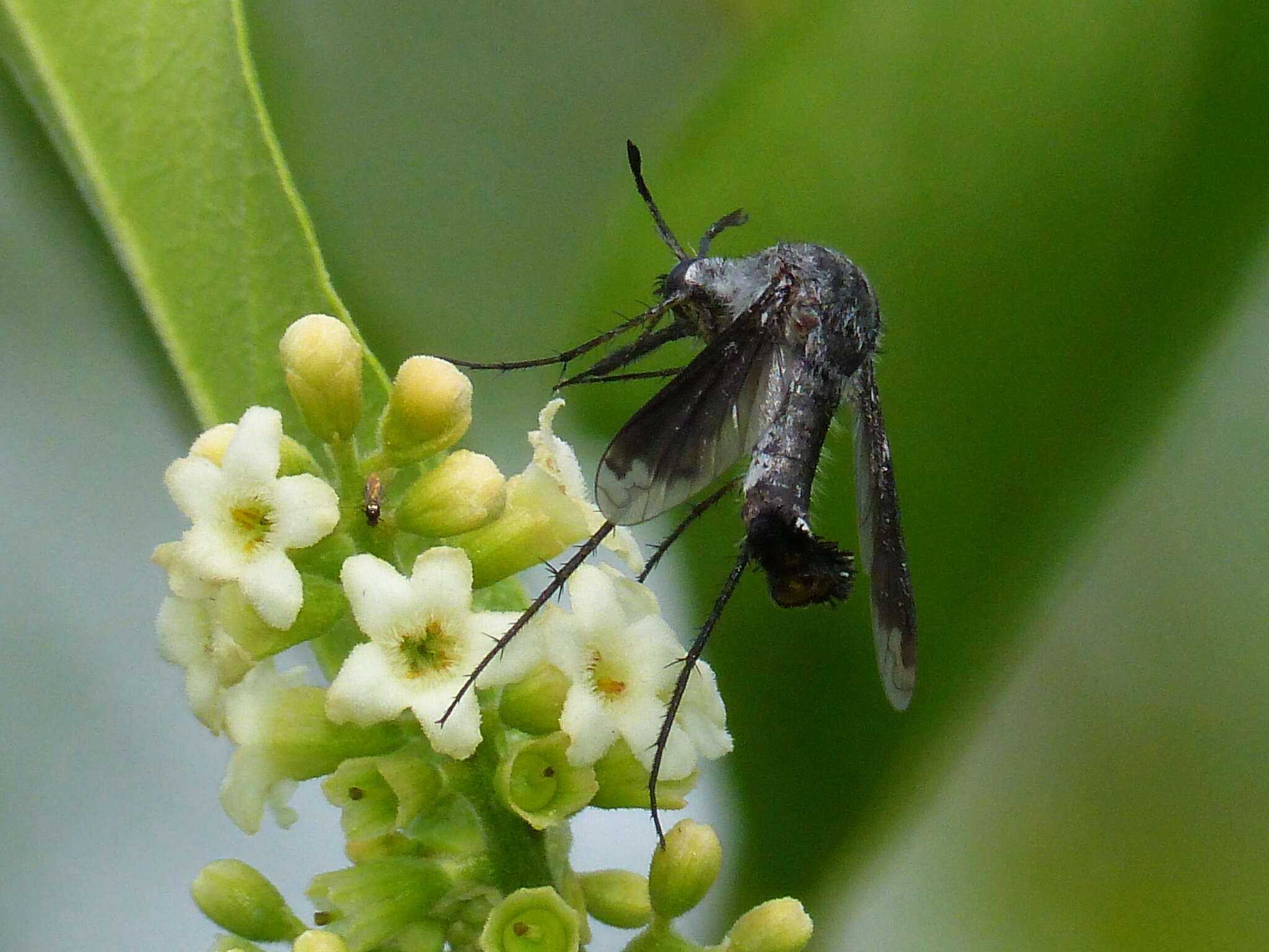 Image of Lepidophora vetusta Walker 1857