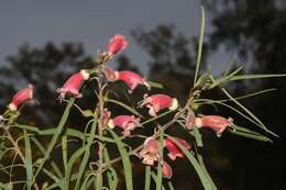 Image de Eremophila longifolia (R. Br.) F. Muell.