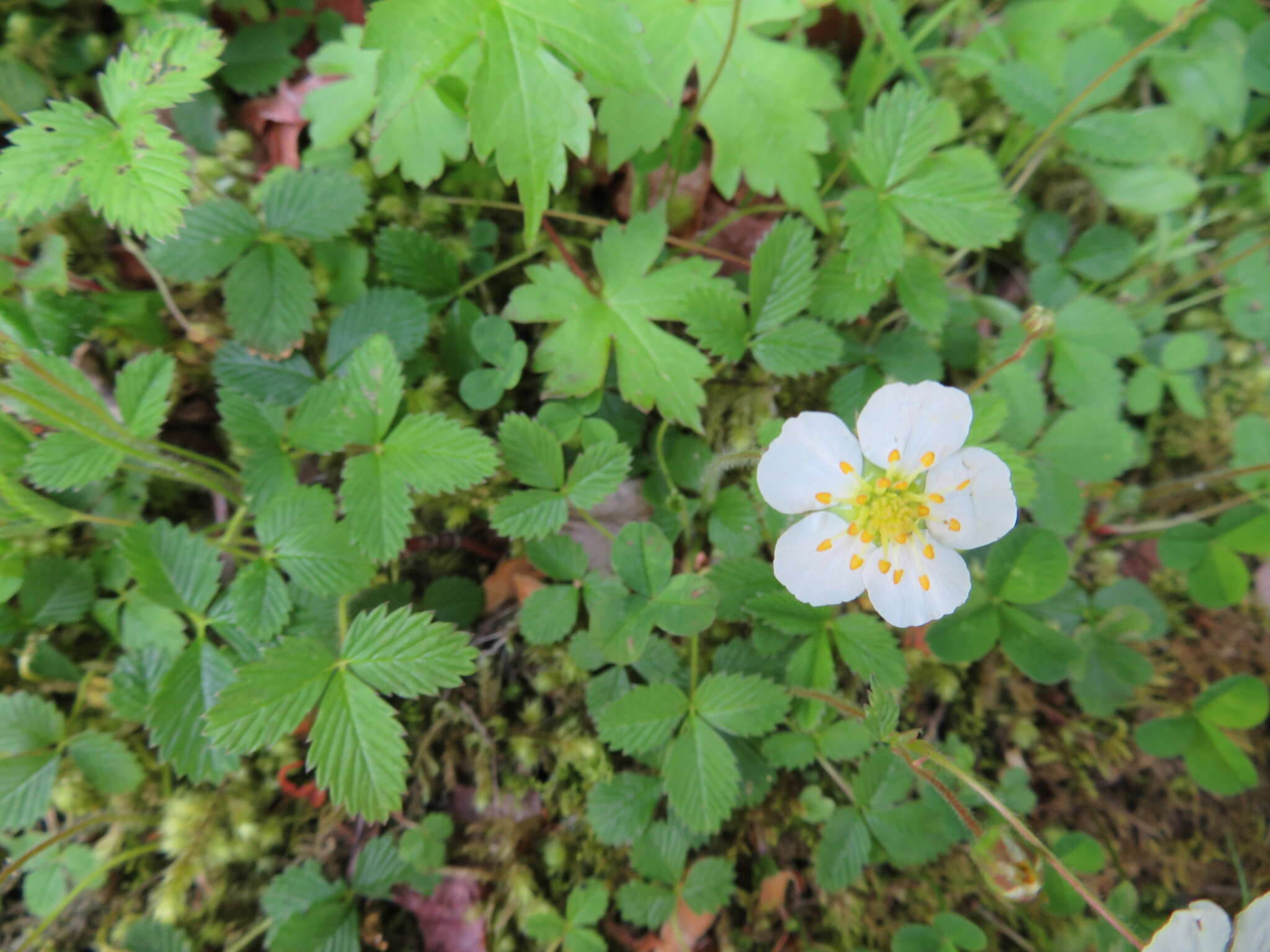 Image of Fragaria nipponica Makino