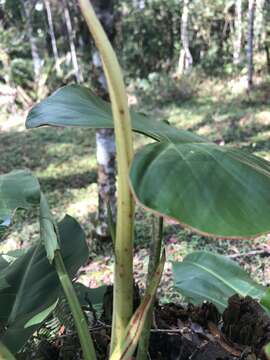 Philodendron loefgrenii Engl.的圖片