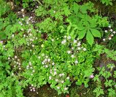 Image of Saxifraga urbium D. A. Webb