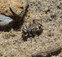 Image of Puritan Tiger Beetle