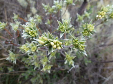 Image of Pimelea aridula Cockayne