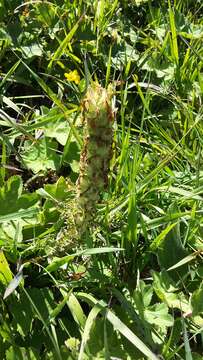 Image of Pedicularis sibthorpii Boiss.