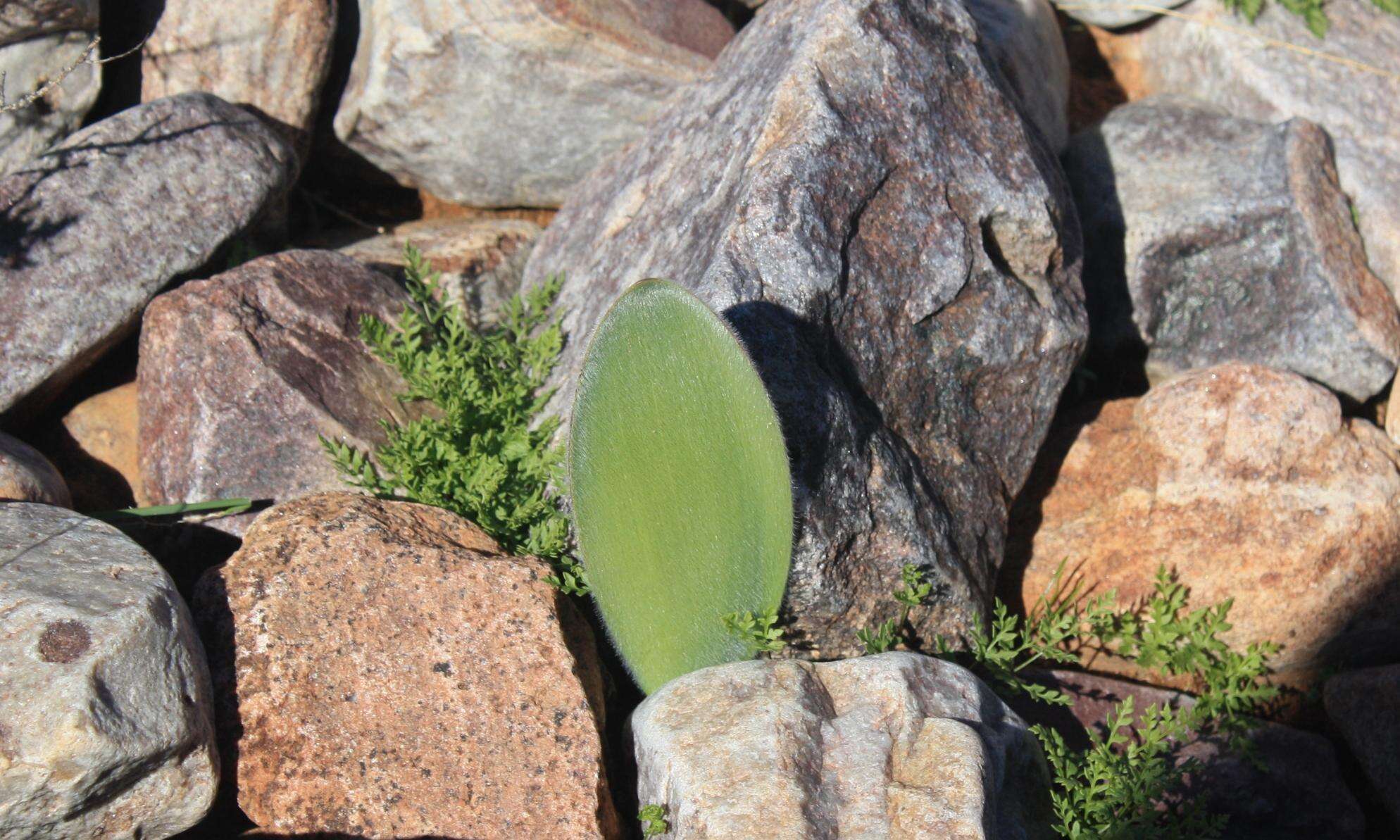 Imagem de Haemanthus unifoliatus Snijman